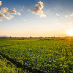 EU new rules for production and labelling of organic products